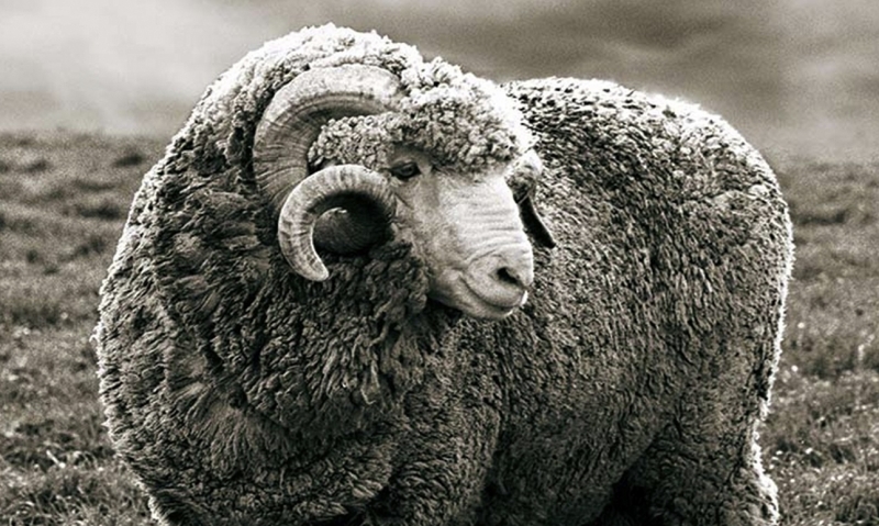 Waarom wol wat is nou eigenlijk??? - Vriezz Trading | Outdoor, hunting and tactical wholesale